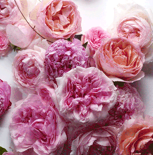 300_305gif 动态图 动图